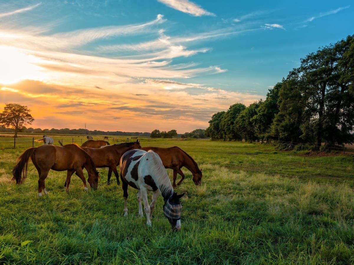 Horses grazing in a pasture at sunset in Aubrey, TX.